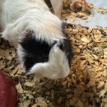 Rescue Guinea Pig Guinea Pigs for Adoption in Lynchburg, Virginia - Bubbles | PetCurious
